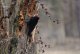 DSC_2715.thumb.jpg.7655f534a419cf979ffd1b69c2b16638.jpg