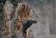 DSC_2717.thumb.jpg.5bcfe02dd874adf57cfae3a9c198baa1.jpg