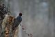DSC_2719.thumb.jpg.0ab27a3e84787c6445e246e19c09d294.jpg