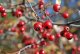 DSC_6369.thumb.JPG.6f3dc1d386151b98682488aee77e2e56.JPG