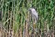 DSC_7076.thumb.JPG.bcbe6832a3492c2bd63a99068520342c.JPG