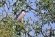 DSC_7162.thumb.JPG.d82f808bb3a6203c48e2e07bdacb4fd5.JPG