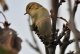 DSC_7322.thumb.JPG.8742e7b14747a9c459ab0911a5fbf5c0.JPG