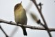 DSC_7325.thumb.JPG.b89163987f01ab3cef0e6609df43ff44.JPG