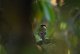 DSC_7529.thumb.JPG.33392d438be091ce09787bbfb79f8db1.JPG