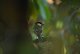 DSC_7530.thumb.JPG.9b981e84a1e7bb8975e50d03bb0f825d.JPG