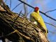 _DSC1371.thumb.JPG.79997b301b0f7a5e68bcd286ae4f0e29.JPG