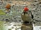 DSC_1773.thumb.JPG.34bdfcd584062f3a240200bc51a961ca.JPG