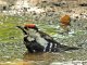 DSC_1784.thumb.JPG.875333722ffd993349077f062f2f3907.JPG