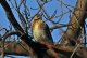 DSC_9345.thumb.JPG.c2371003ca29573607461f99f1cee519.JPG