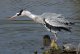 DSC_0386.thumb.JPG.ccd14aa95323a5830a4dd561ac1a6ba6.JPG