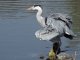 DSC_0387.thumb.JPG.e5ea53305e98d3c17496108c56688524.JPG