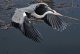 DSC_0490.thumb.JPG.1d3c531696d447fa6249faaefb313284.JPG