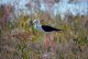 DSC_2388.thumb.JPG.599fa5835626bfe7975742a2a47d6bcb.JPG