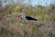 DSC_2392.thumb.JPG.799fb29d194579bd4490e005ad402cb2.JPG