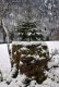 DSC_4184.thumb.JPG.b69835b573040be9a84fc17421b2145a.JPG