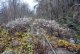 _DSC6061.thumb.JPG.b35bc280d107338b83ce8b6d1d3d1fe0.JPG