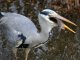 1025201325_DSC_8463msolata.thumb.JPG.f5e32a6f9ca4ff31682ffb1c08730f59.JPG