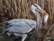 1383896230_DSC_8459msolata.thumb.JPG.d40bf5b4044fcd101d2fabaec8872f51.JPG