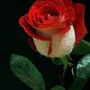 Redrose
